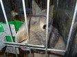 Największa w Polsce wystawa królików i drobnego inwentarza za nami
